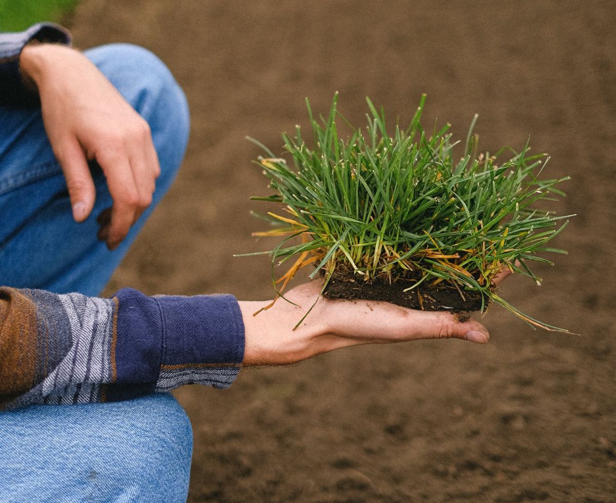 best-sodding-services-in-brampton