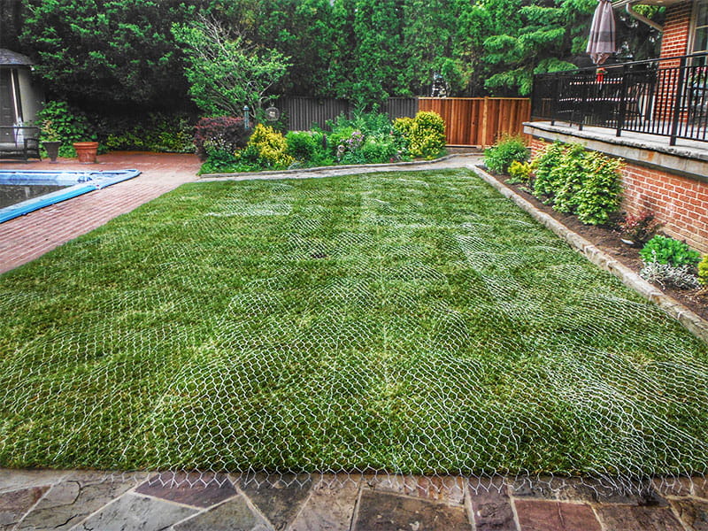 racoon-protection-service-brampton